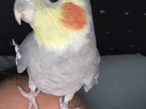 Kayıp Sultan Papağanı