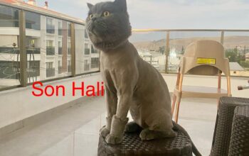Kayıp Kedi