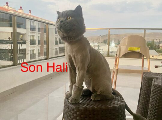 Kayıp Kedi
