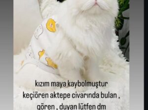 Kayıp Kedi Maya