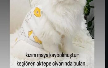 Kayıp Kedi Maya