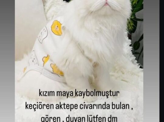 Kayıp Kedi Maya