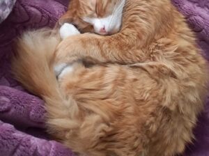 Kayıp Kedi