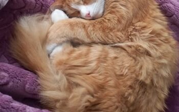 Kayıp Kedi