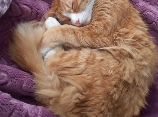 Kayıp Kedi