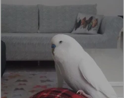 Kayıp Muhabbet Kuşu Pamuk