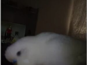 Kayıp Muhabbet Kuşu Pamuk