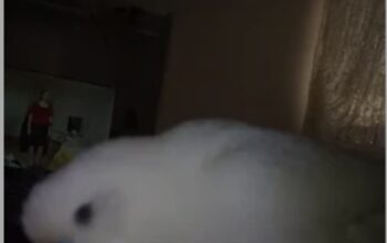 Kayıp Muhabbet Kuşu Pamuk