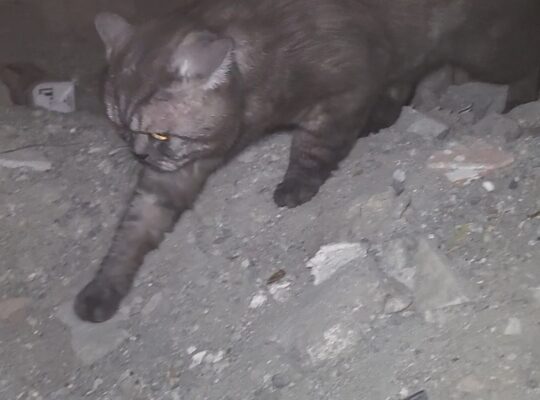 Bulunan Kedi
