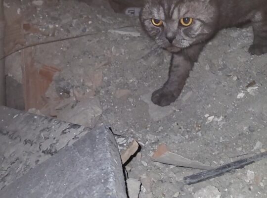 Bulunan Kedi