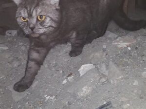 Bulunan Kedi