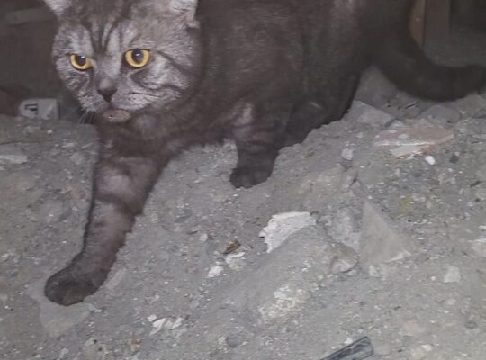 Bulunan Kedi