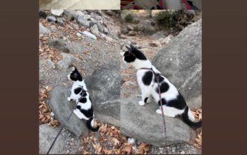 Kayıp Kedi