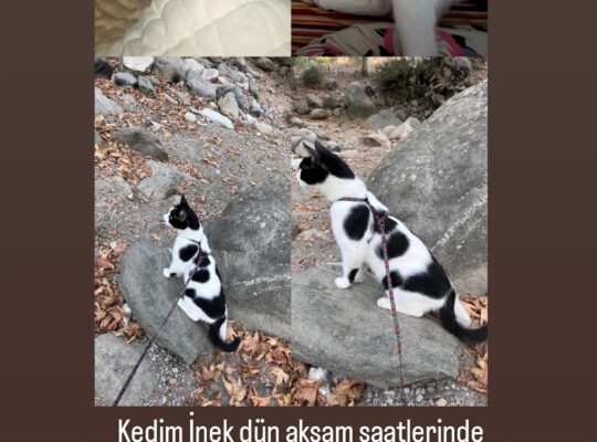 Kayıp Kedi