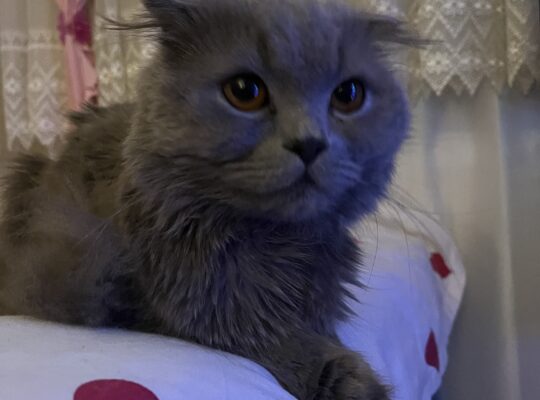 Kayıp Kedi Suşi